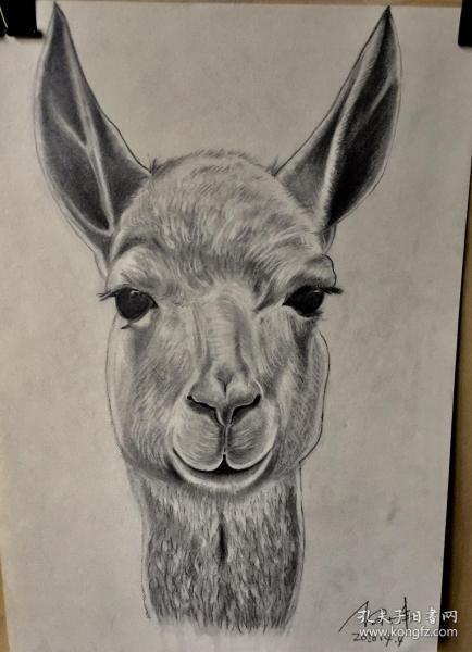 羊驼素描原画作品