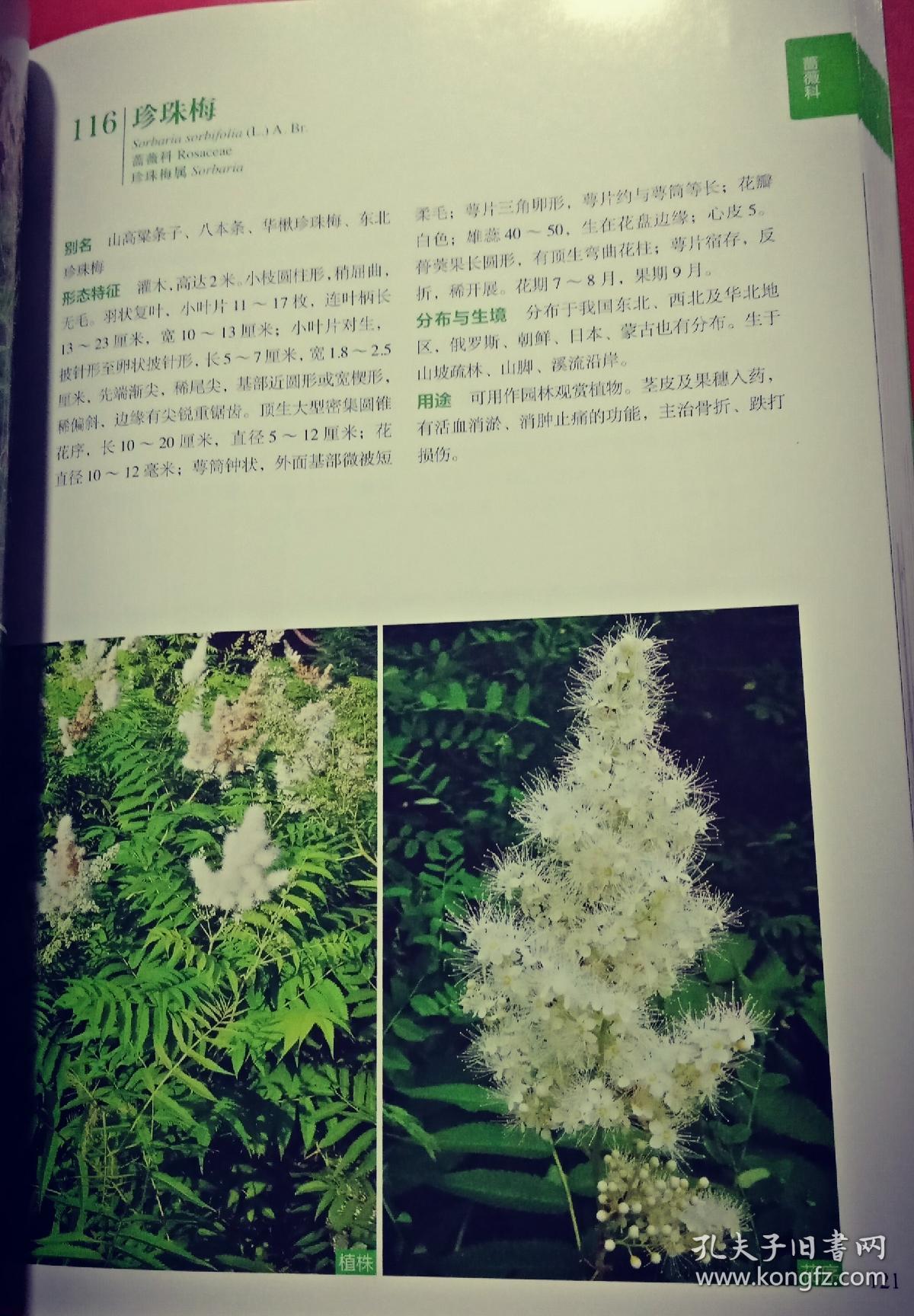 辽宁铁岭莲花湖湿地野生维管束植物图谱