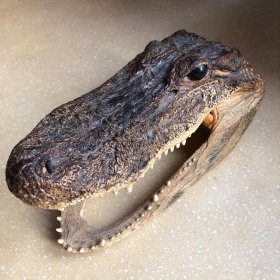 鳄鱼头标本(短吻鳄)