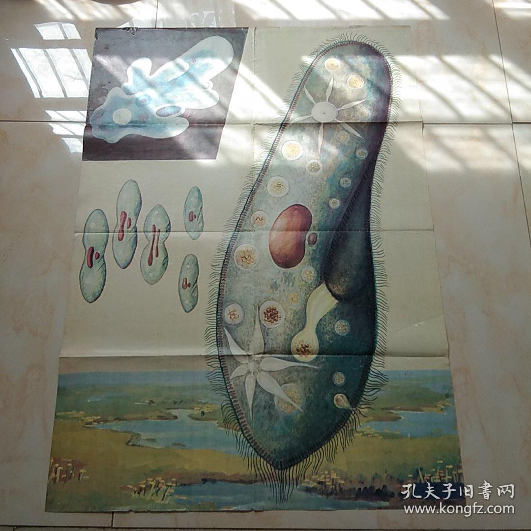 挂图 草履虫 变形虫