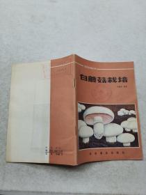 经济生物丛书。白蘑菇栽培.