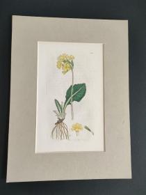 18世纪晚期 植物学杂志插图 铜版画手工上色-3