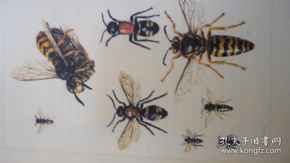 1902年avebury - ants, bees and wasps 博物学经典《蚁蜂图考》烫金
