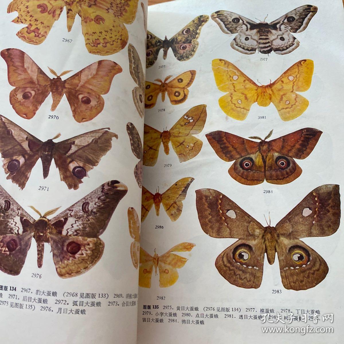 中国蛾类图鉴 ⅢⅣ