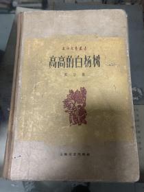 高高的白楊樹