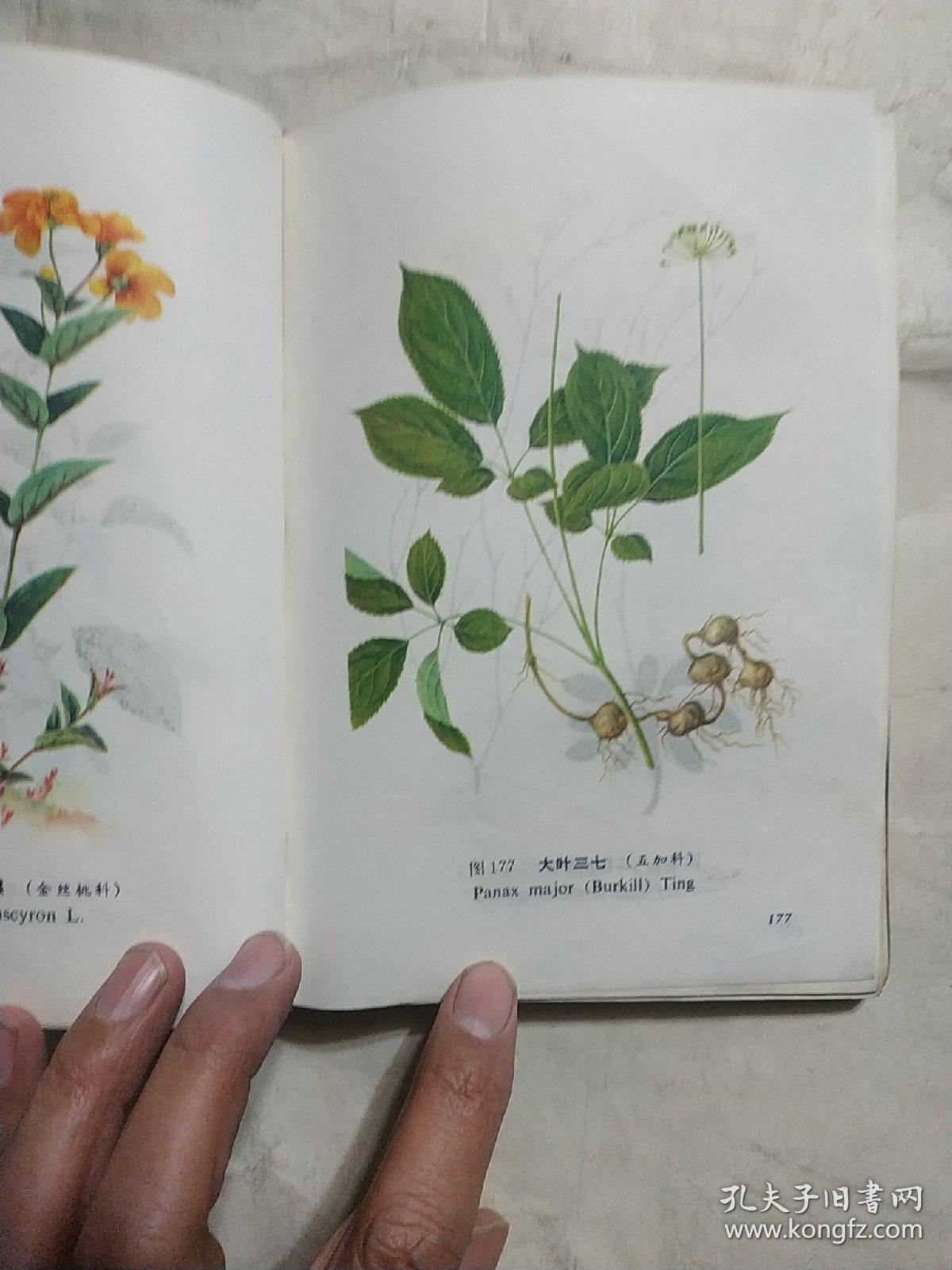 山西中草药 (附彩图302页)