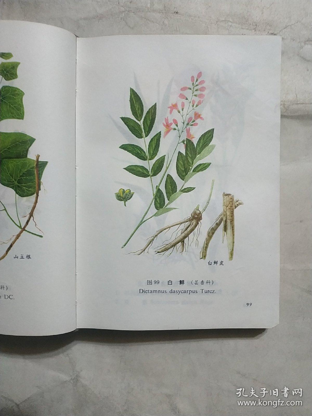 山西中草药 (附彩图302页)