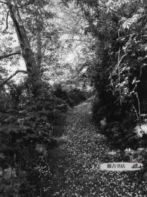 正版  Robert Adams: An Old Forest Road