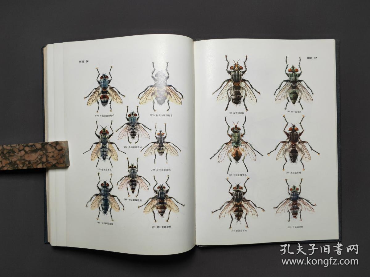 天敌昆虫图册(中科院动物研究所 昆虫图册 第三号) 78年一版一印 近十