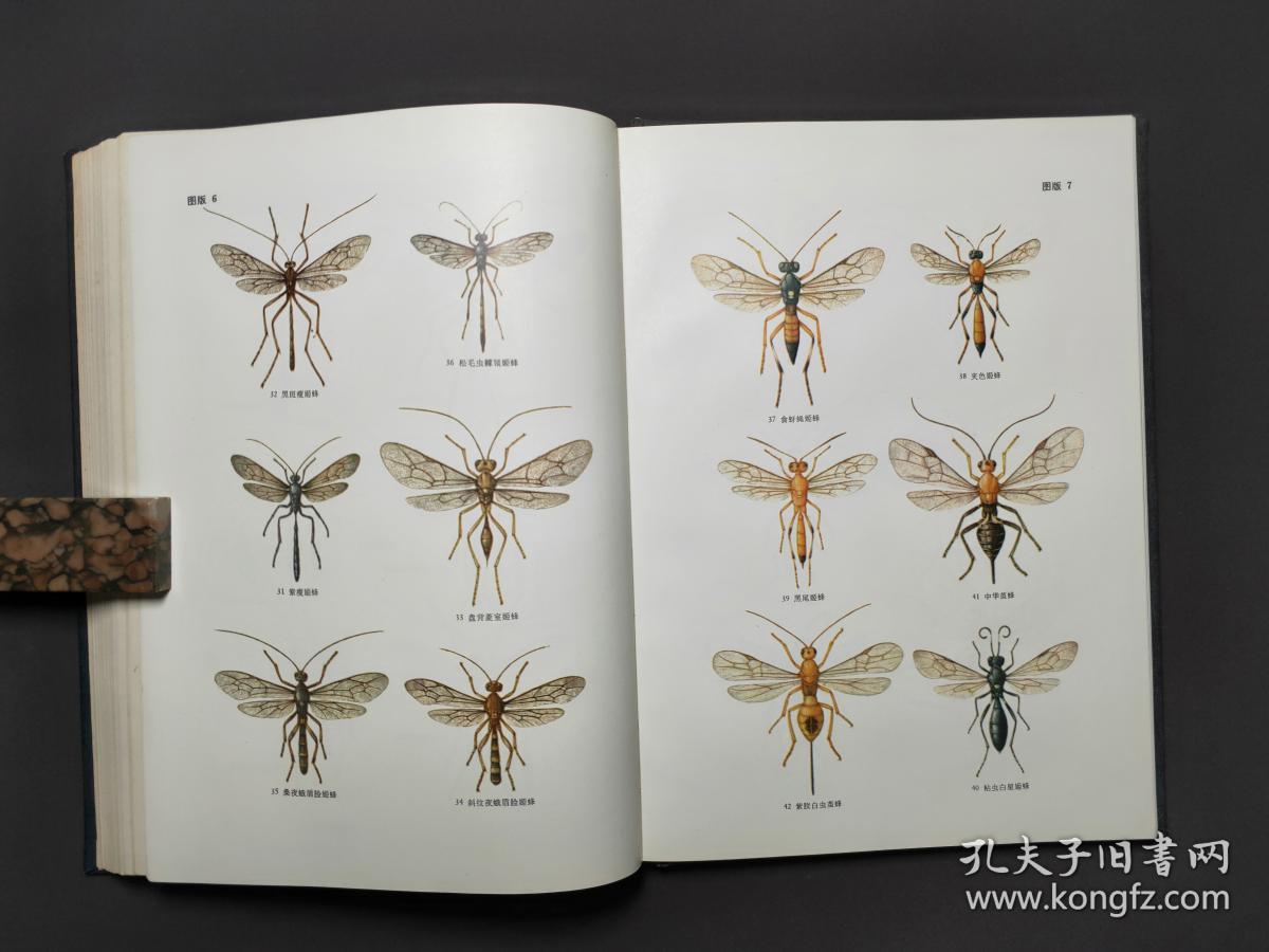 天敌昆虫图册(中科院动物研究所 昆虫图册 第三号) 78年一版一印 近十
