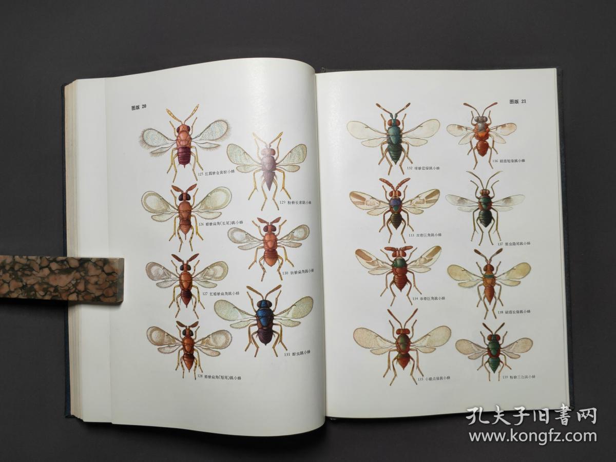 天敌昆虫图册(中科院动物研究所 昆虫图册 第三号) 78年一版一印 近十