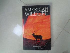 AMERICAN,WILDLIFE   美国野生动物