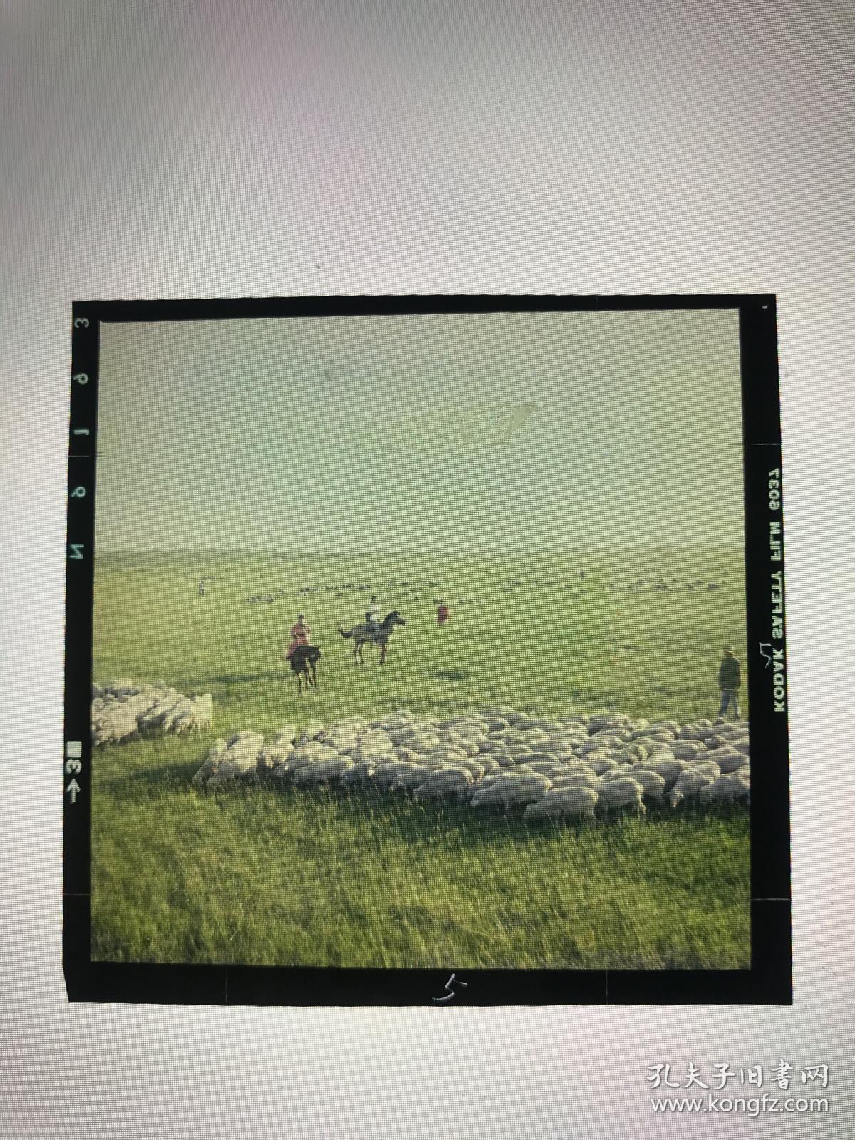 彩色反转片 底片 《草原女兽医》6张