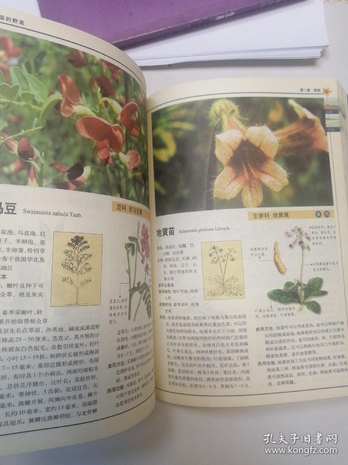 319种中国野菜图鉴 孔夫子旧书网 319种中国野菜图鉴 孔夫子旧书网