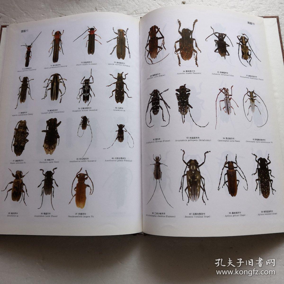 山东天牛志精装本