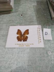 蝴蝶标本：西双版纳  橄榄坝 （带塑封护套）