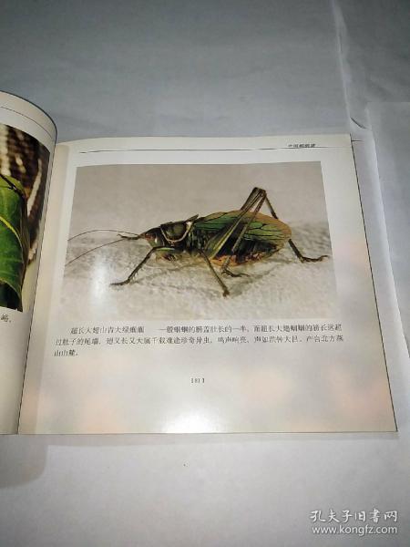 [中国蝈蝈谱] 图书价格_书籍图片_网购评论_孔夫子旧书网
