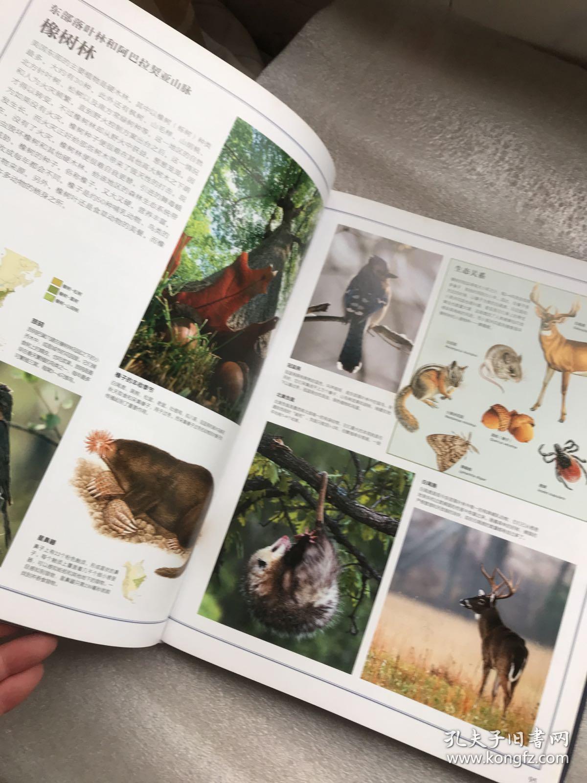 中国国家地理自然百科系列:野生动物