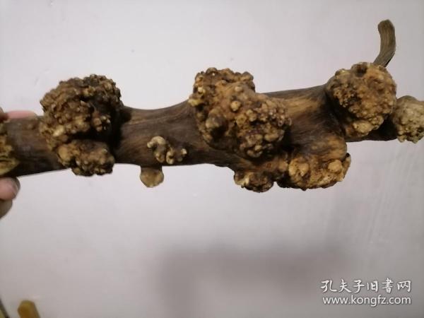 老槐树树根瘤 天然无任何加工