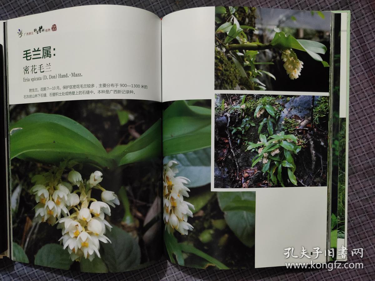 广西雅长野生兰科植物彩色图集16开精装铜版纸全彩图