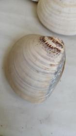 老貝殼一些，80年代出口的大貝殼。