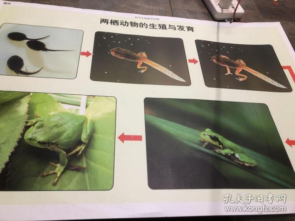两栖 动物 的生殖与 发育挂图