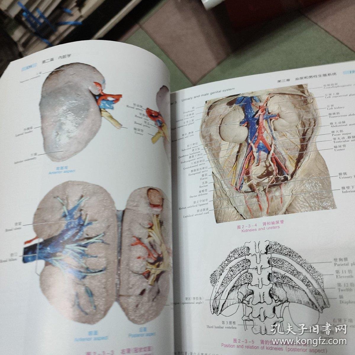 2019人体解剖学图谱-千图网