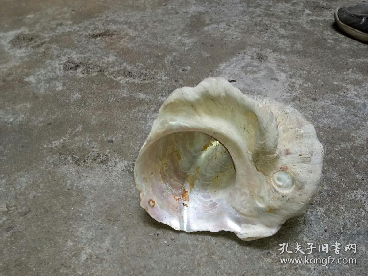 海螺化石