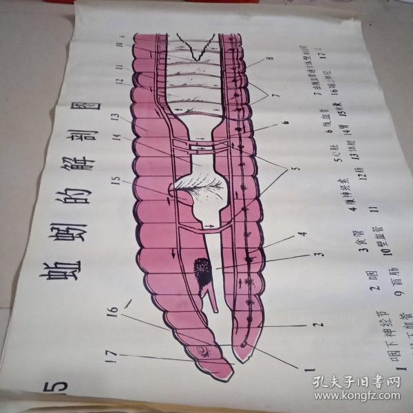 蚯蚓横切面结构图手绘图片