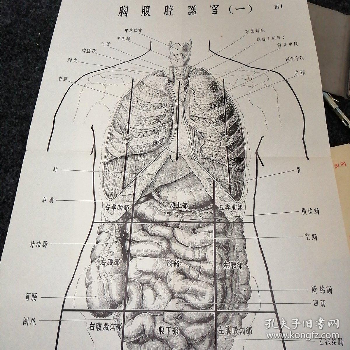 人体解剖生理挂图