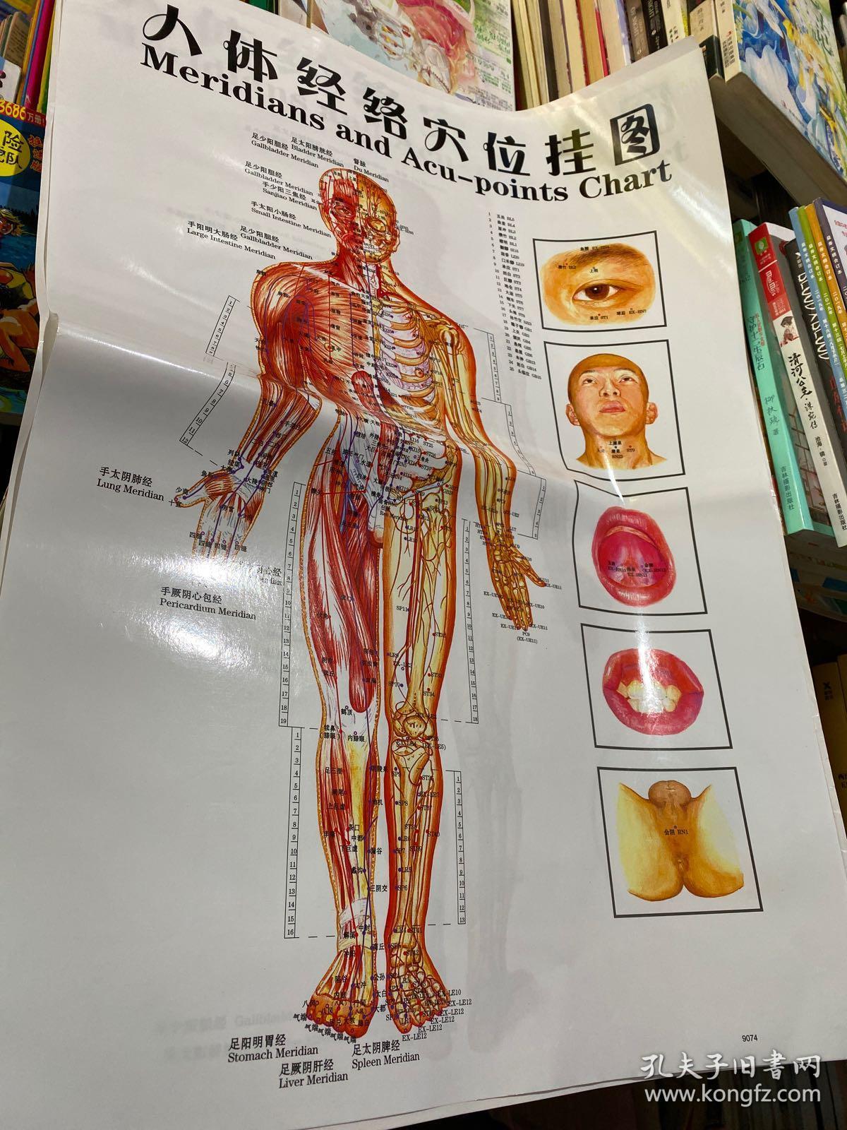 人体经络穴位挂图