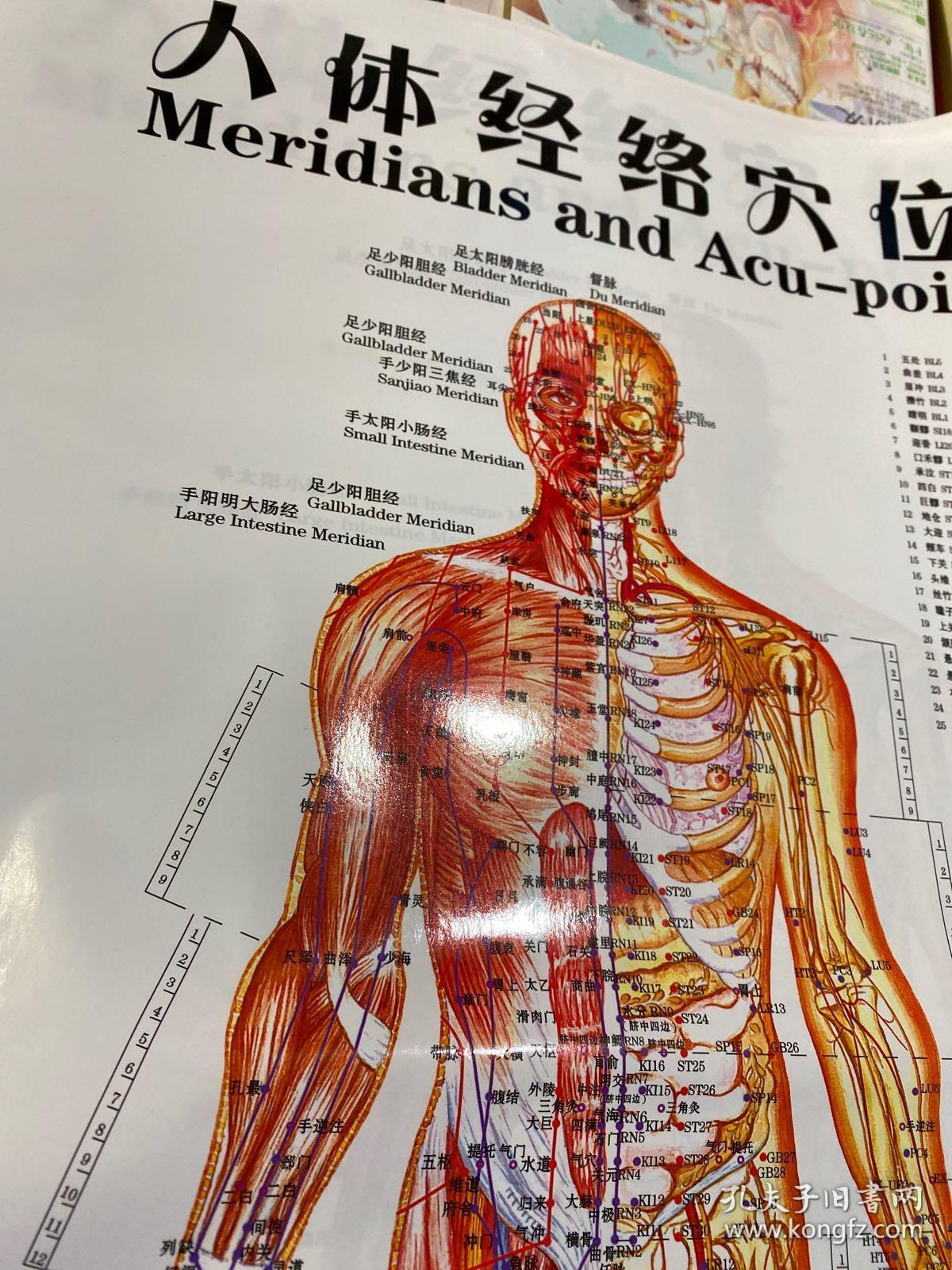 人体经络穴位挂图
