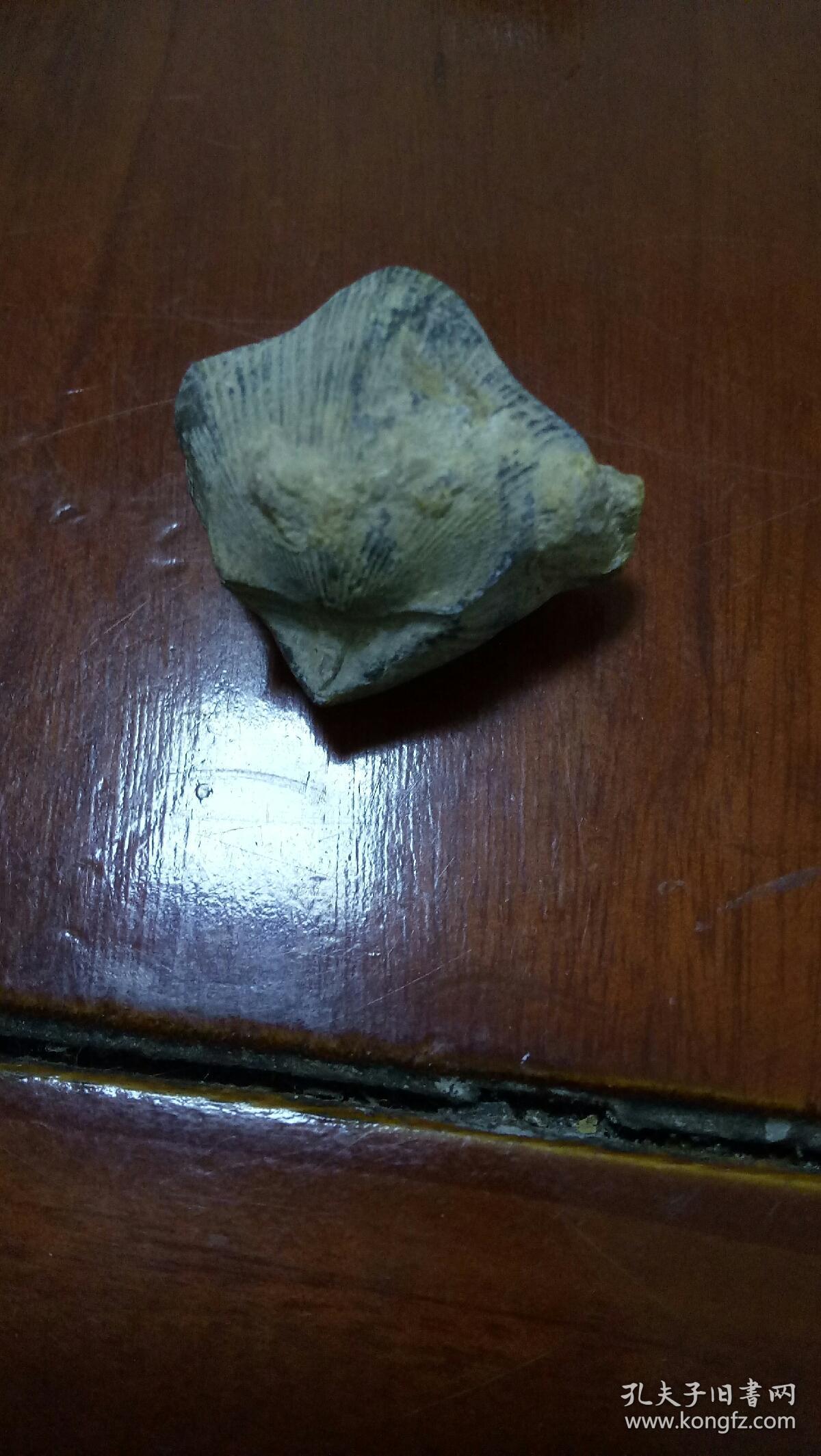 化石标本——弓石燕