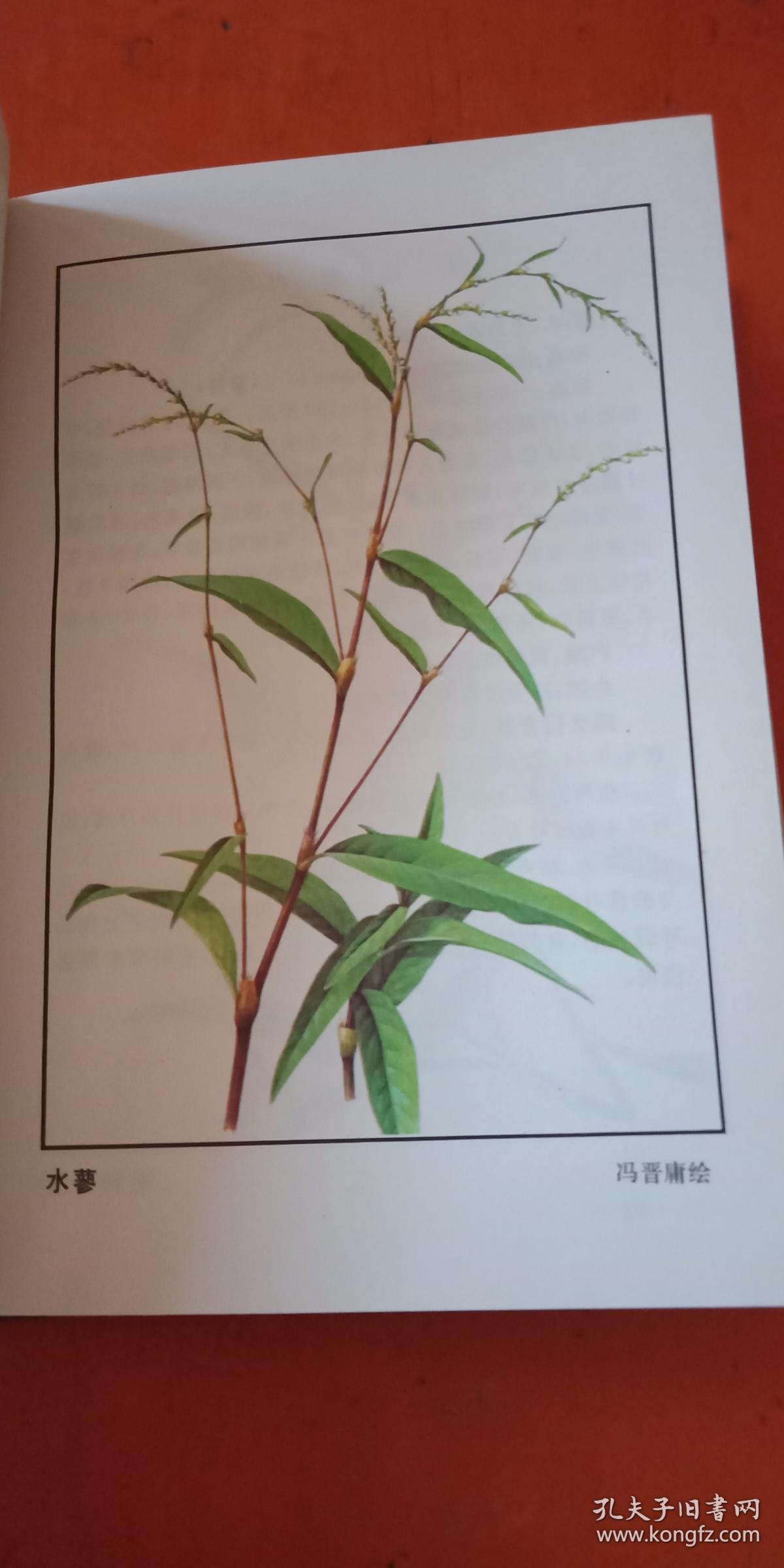 中国野菜图谱(精装)