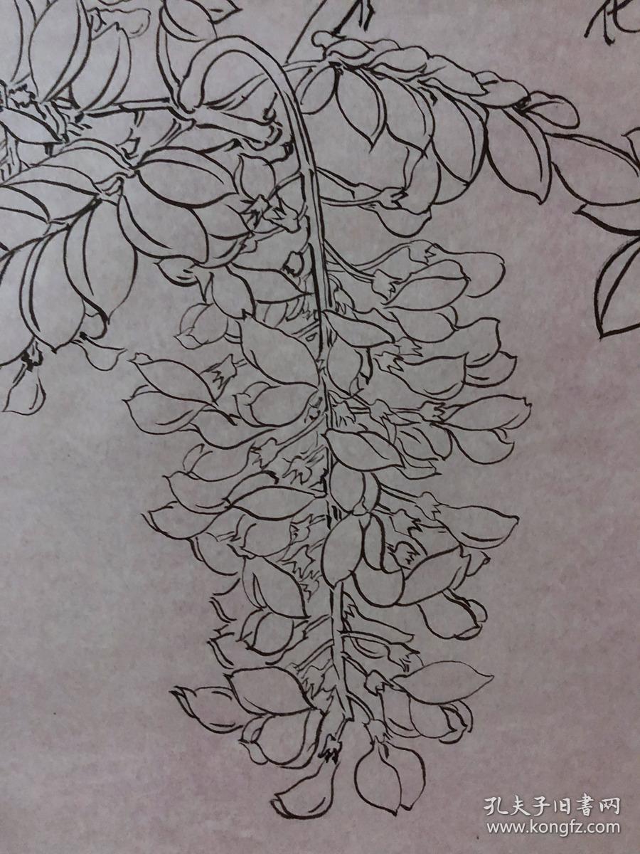 书画原作2053,80年代工笔白描花鸟画【陈跃群】,槐花