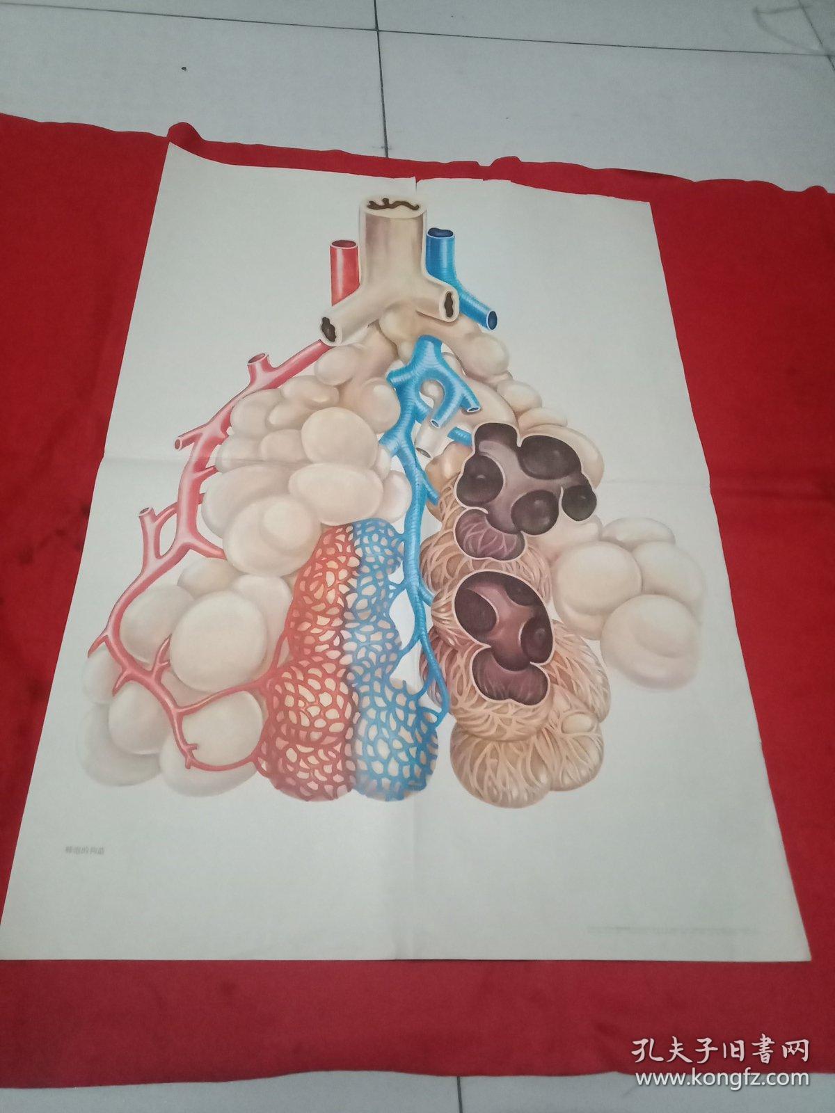 初中课本生理卫生教学挂图,肺泡的构造.《2开》上海教育出版1982年