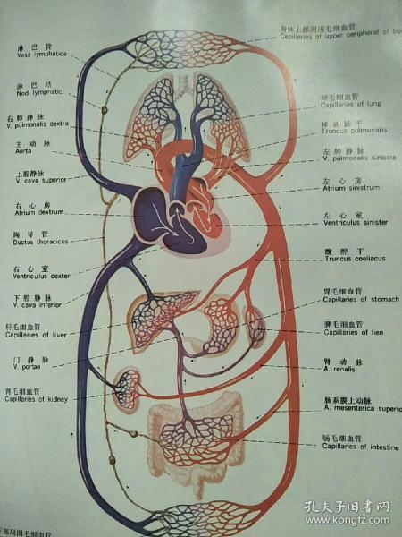 人体解剖彩色图谱