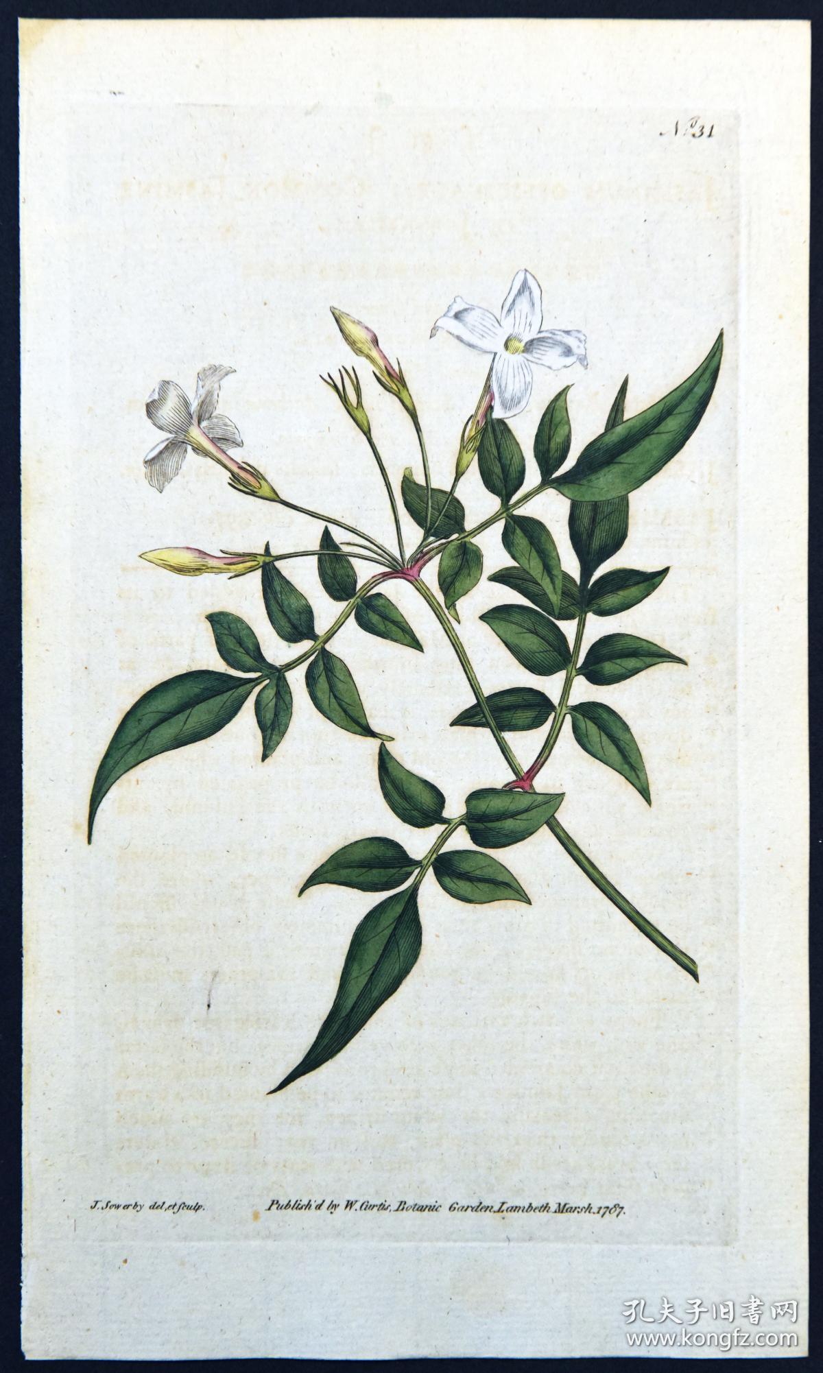 稀有1787年英国精美图谱柯蒂斯植物铜版画31号素方花手工布纹纸带水印