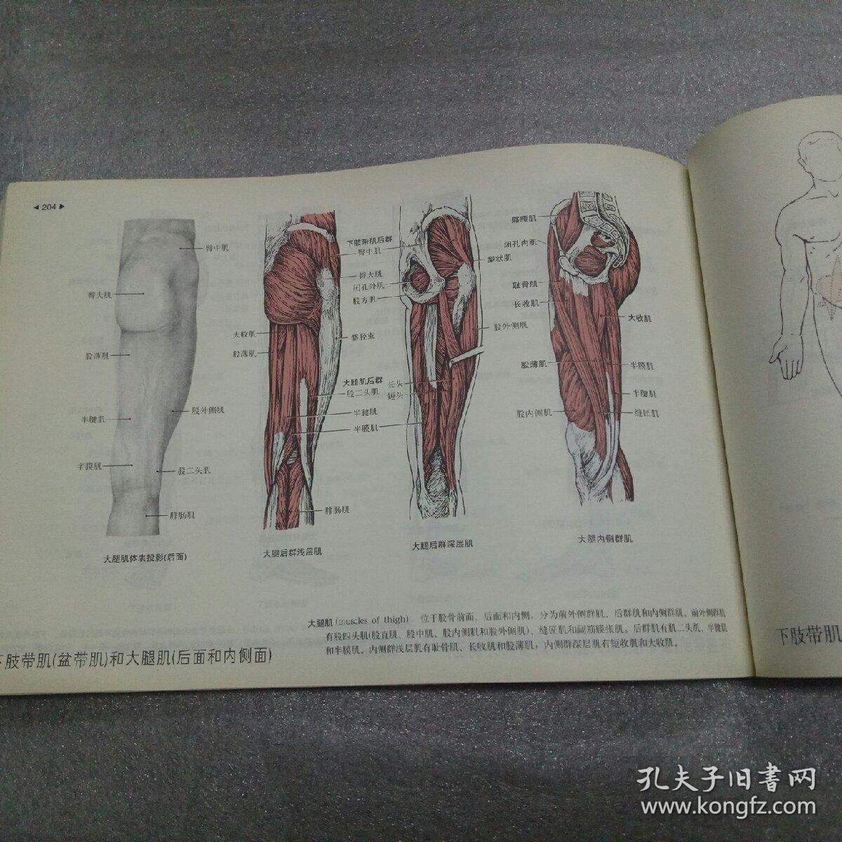 运动解剖学图谱(第3版)