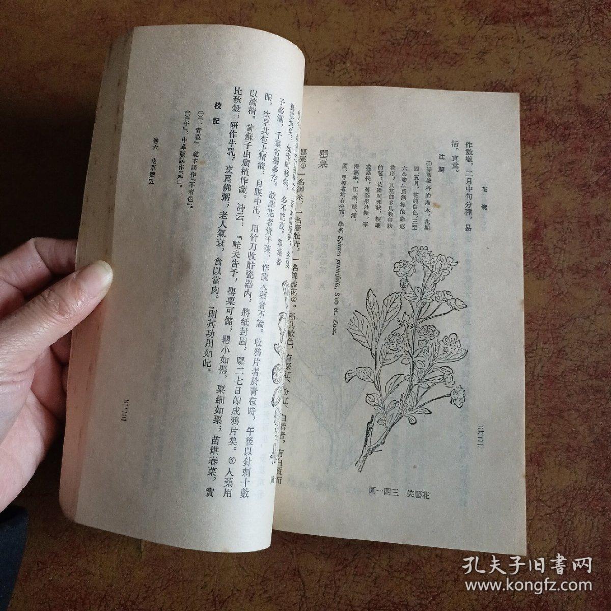 花镜