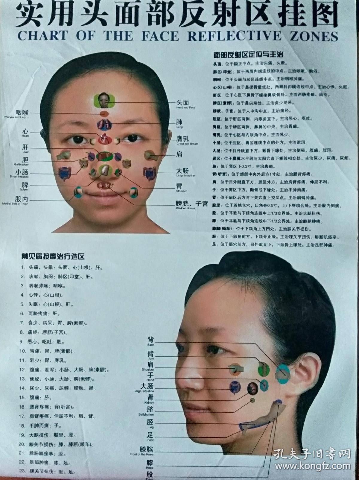 实用头面部反射区挂图