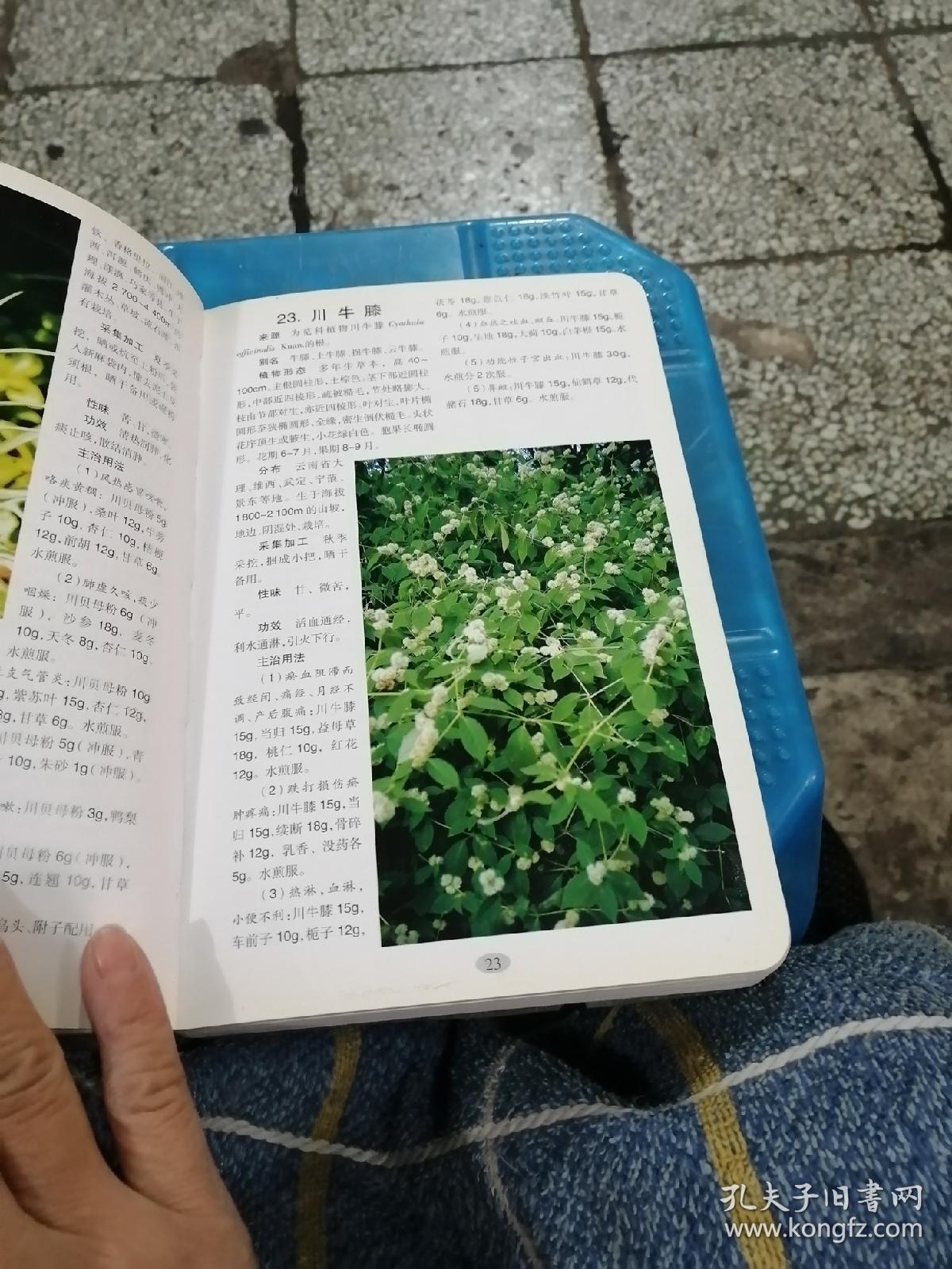 云南常用中草药彩色图谱