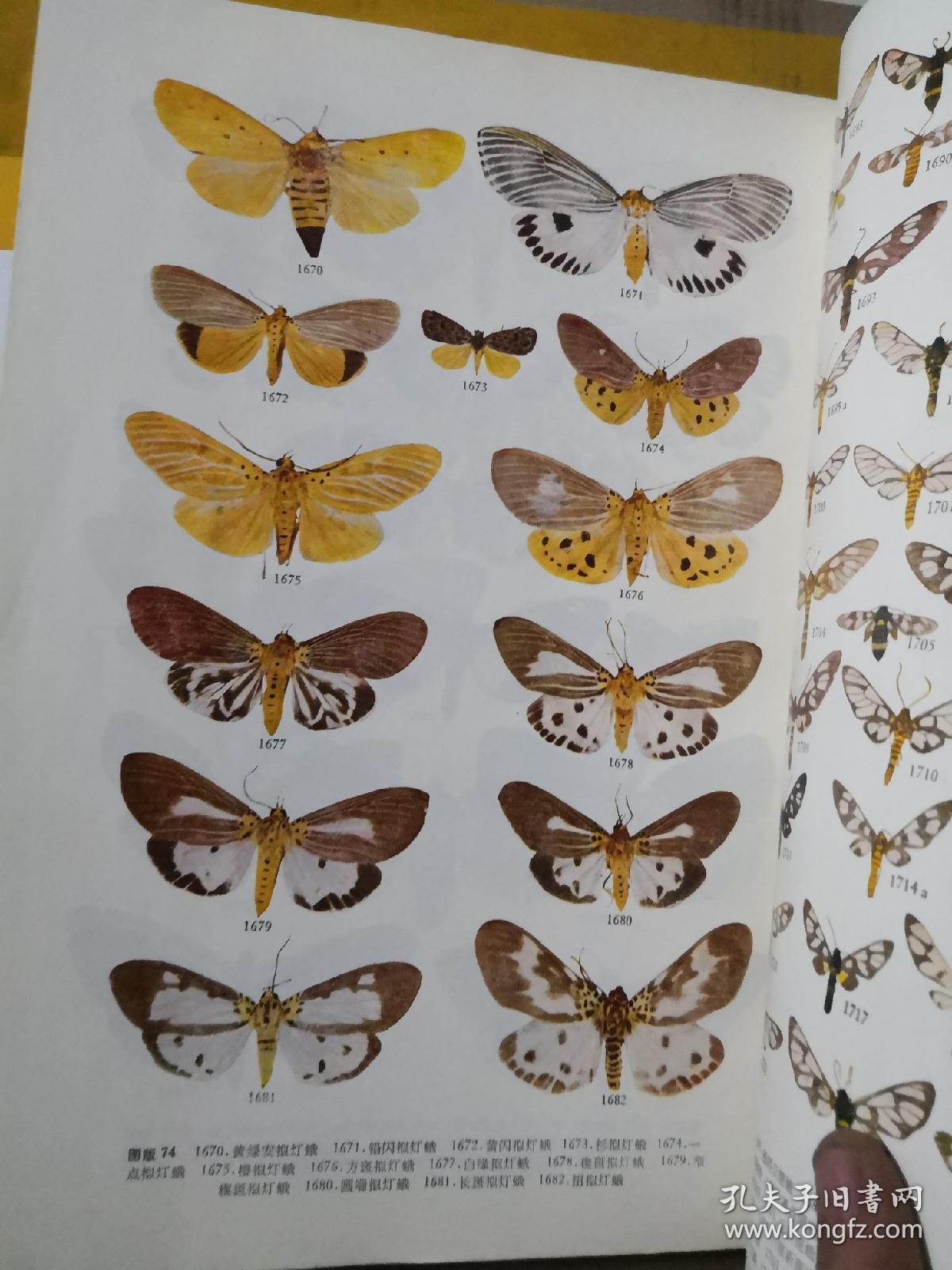 中国蛾类图鉴 i Ⅱ