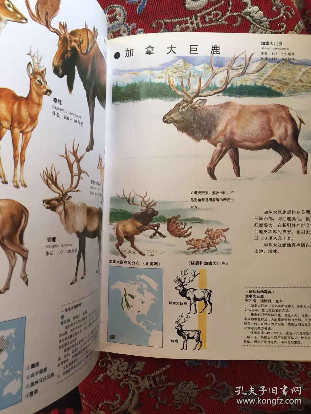 世界动物图鉴10――哺乳动物四一版一印