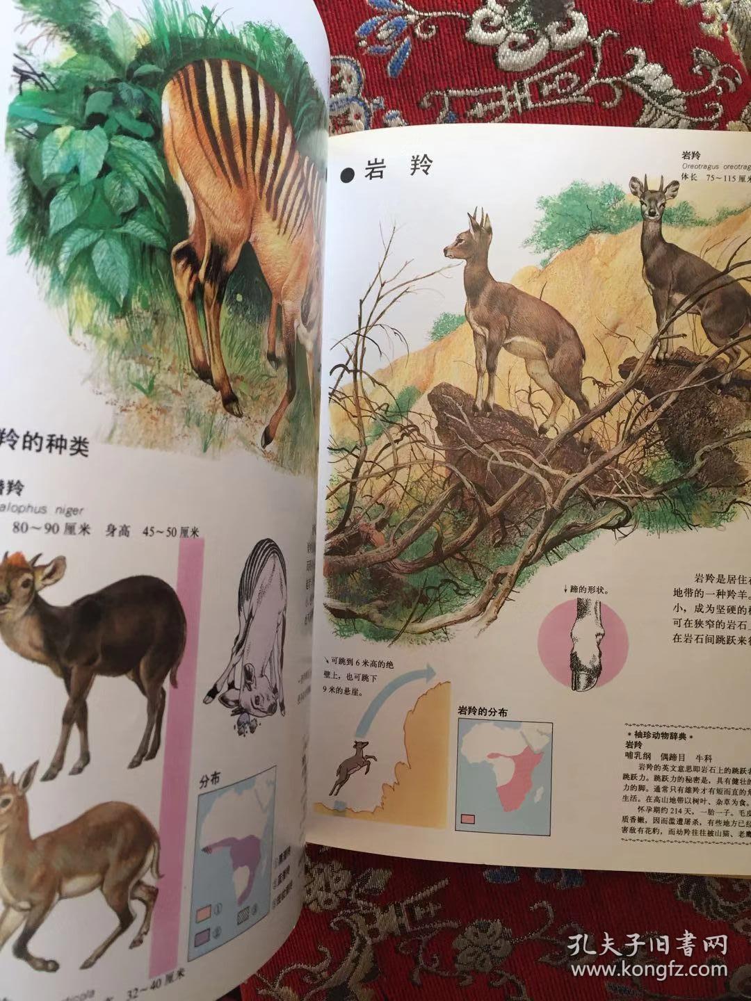 世界动物图鉴10――哺乳动物四一版一印