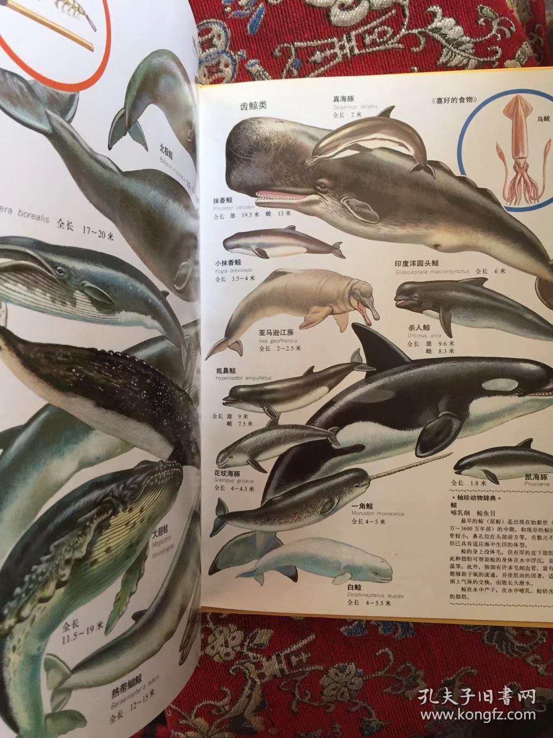 世界动物图鉴10――哺乳动物四一版一印