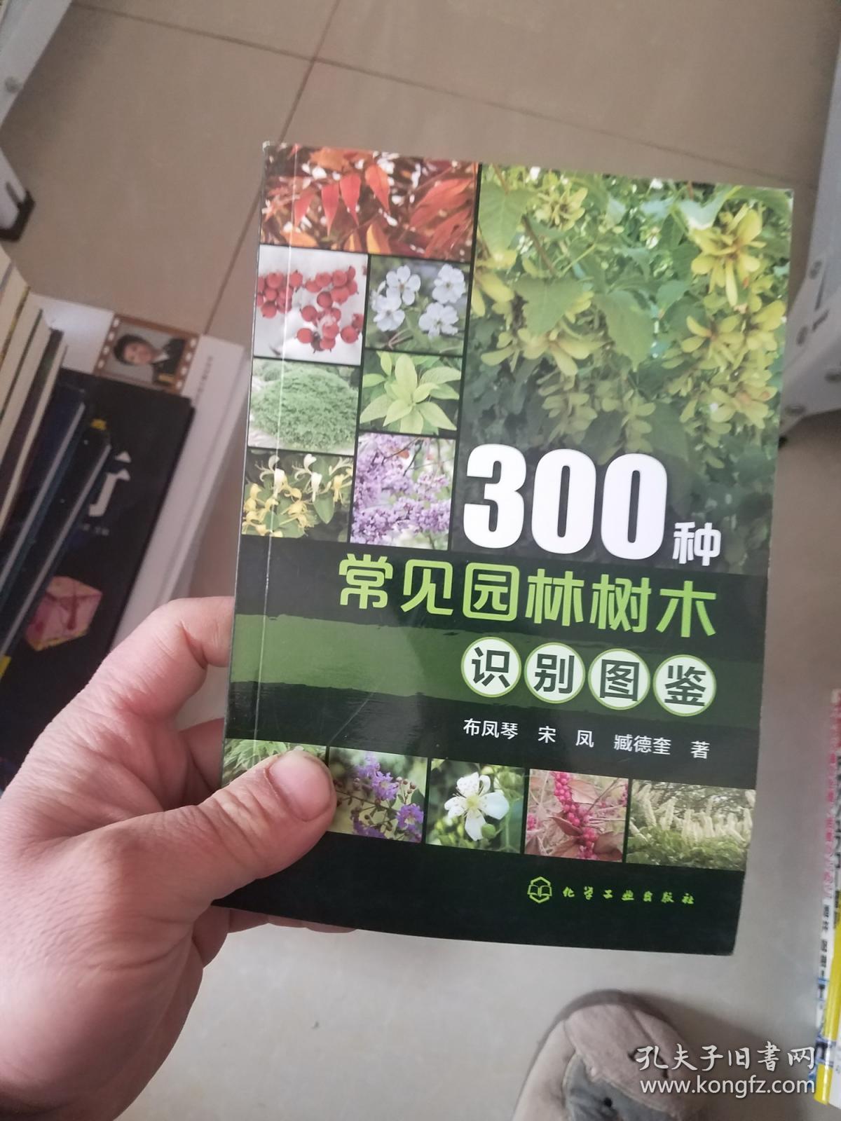 常见的树木及名称图片(路边最10种最常见的树)