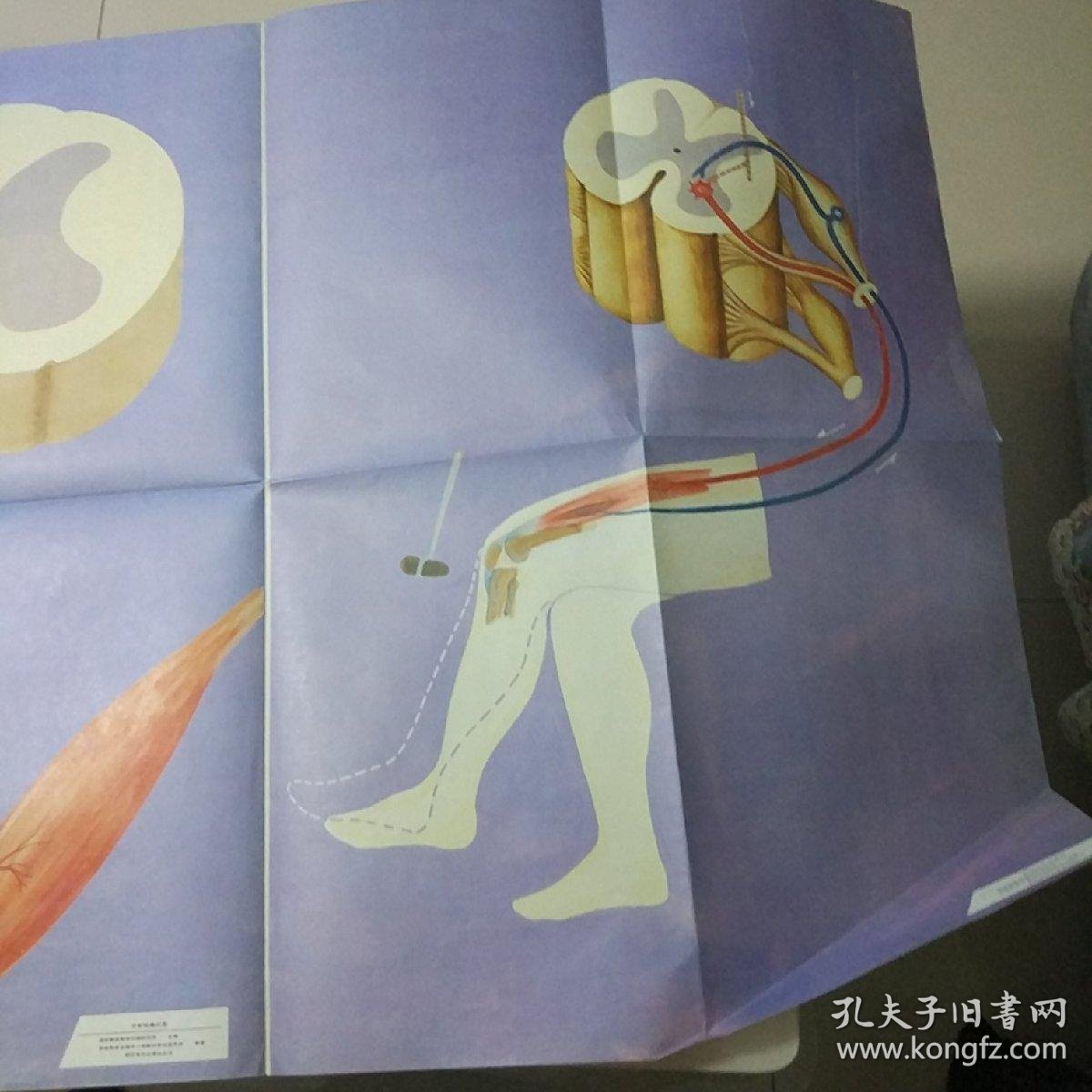 【挂图】反射弧模式图 膝跳反射示意图