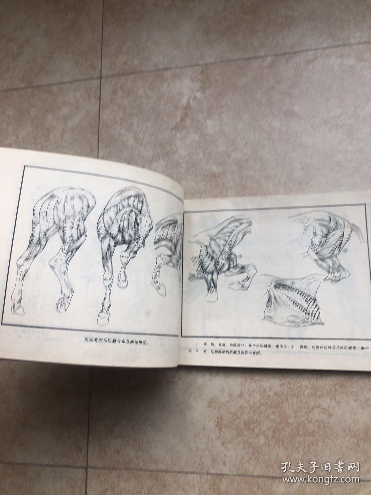 初学画马_孙克维_孔夫子旧书网