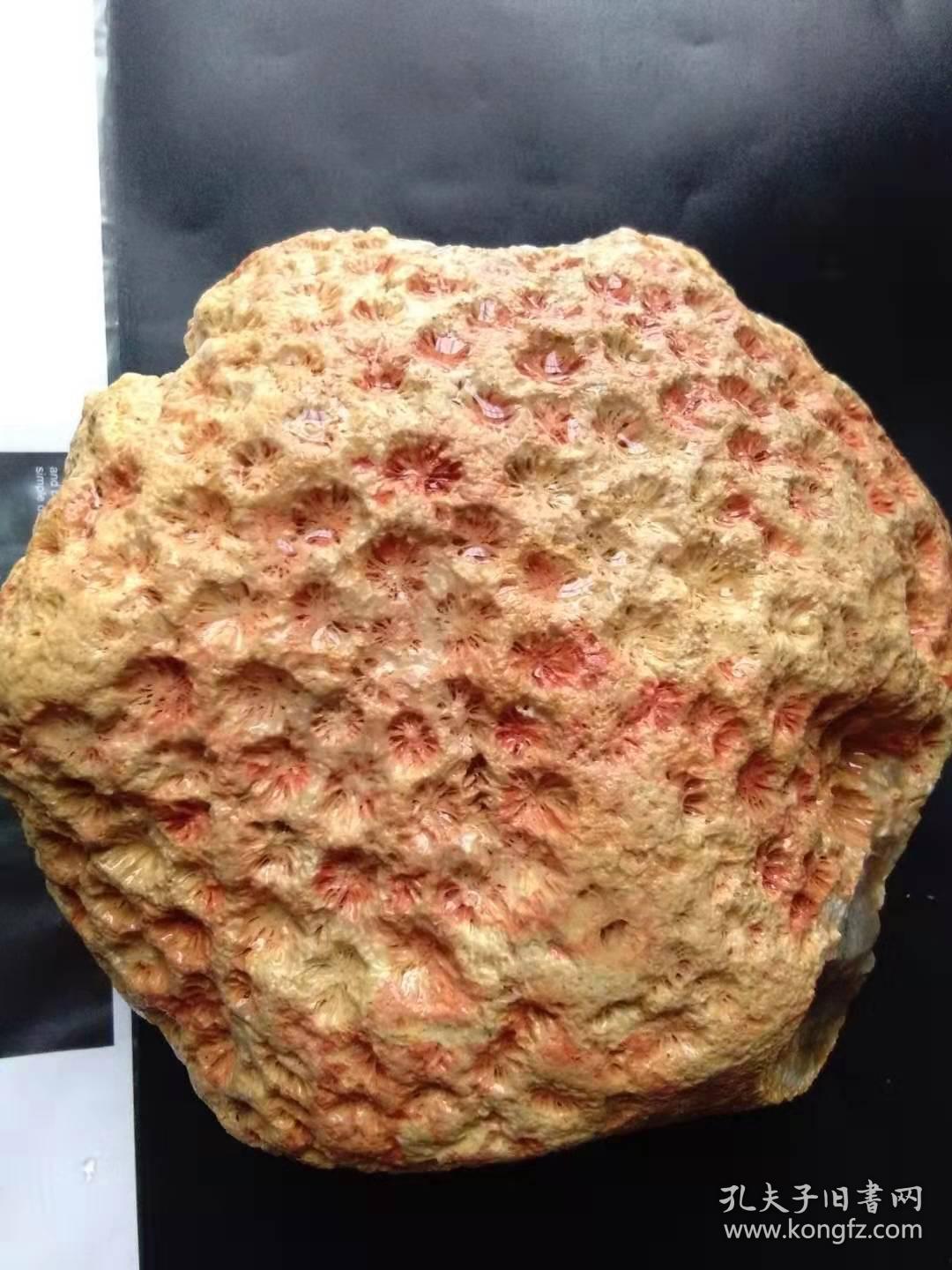 珊瑚玉化石原石(摆件)